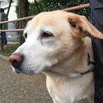 12825950_1567748133536503_513906056_a