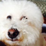 10727761_806363662739313_836190086_a