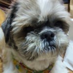 10914438_1562768080657710_50343755_a