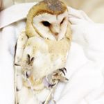 12353845_940607022702655_426617059_a