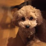 12749790_481349885405239_572745128_a