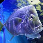 12237018_153303658358548_119749042_a