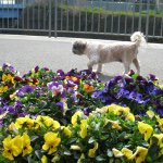 10684270_346161345558820_146051798_a