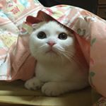 12519392_255285978142427_1035381949_a