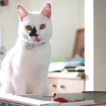 12599306_621160991382077_1196037062_a