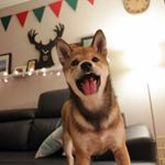 12346005_917449604975076_995651824_a