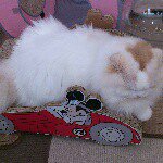 10832040_830550700341776_913546737_a