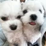 12976144_141266516273494_333268601_a