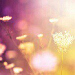 11377515_1598302120447243_2128675716_a