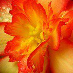 10864901_472524182886046_928596785_a