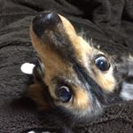 12599140_1564299937228490_1332747349_a