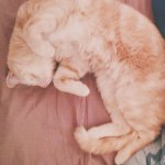 10852702_1549776481933387_1496681607_a