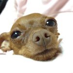 11372055_1045814478777066_2112964670_a