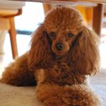 12328385_993037374099536_1057940516_a