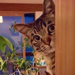 12912334_1704373823172611_1917344613_a