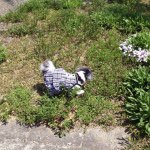 1740505_1061829357164347_1023480038_a