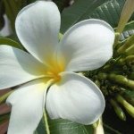 10560931_827146323976290_1950912981_a