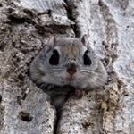 12751563_447332812126692_1510289980_a