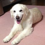 10729235_1499596716958871_1866449621_a