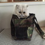 11084920_1568842506698885_1831844639_a