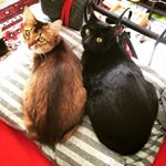 12277469_722529671216672_1982588741_a