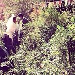 11349440_1043518439013752_945114369_a