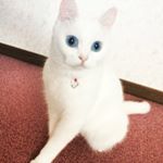 11849185_477205182450438_519808882_a