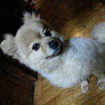 11821082_1033839589983196_789921152_a