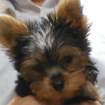 10735074_779587715421063_915691386_a