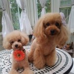 10724620_377478805748763_6695929_a