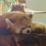 11248966_780685408696159_2038685410_a