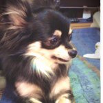 11373759_1616045042017610_1748915095_a