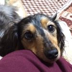 12599175_1535597166743796_1101683046_a