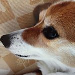 11925539_1620794228171515_507344736_a