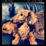 11849460_503600603131647_2079878585_a