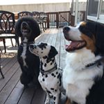 12819061_1571166749875913_113065173_a