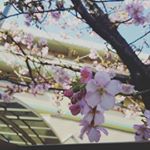 12728513_1512352965736287_1614529627_a