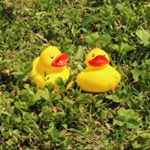 13109059_538111766376440_1786700147_a