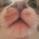 11950730_1623613941253709_1019081446_a