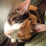 10549676_316399915208361_199688897_a