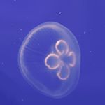 918254_893017777472088_1980515396_a