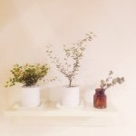 11273047_354806984723102_1374924350_a