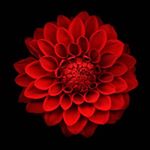 12725172_913580252090018_133696854_a