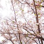 12940208_1175795642454364_92374663_a