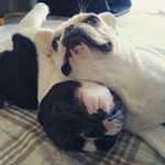 12530866_470472363154402_502406217_a