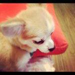 11371021_834873119960227_1105140688_a