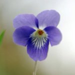 11142201_1431452347168313_645147302_a