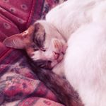 12298952_1507479422881427_504227870_a