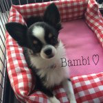 10608168_342313312607970_464387961_a