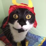 12142259_693083090792305_2067349355_a